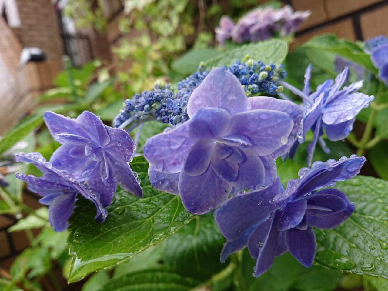 雨粒いっぱいのアジサイ