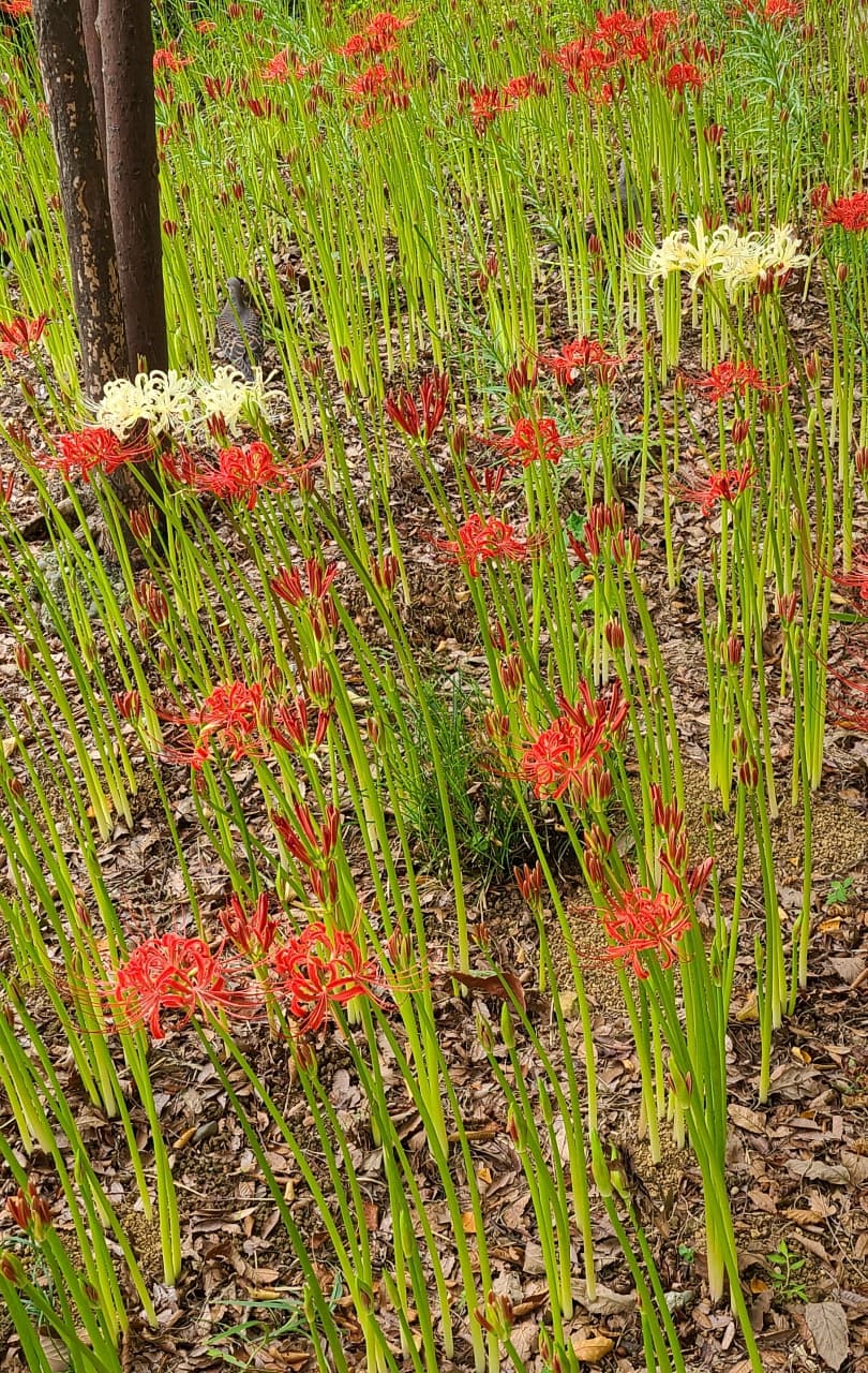 彼岸花（曼殊沙華）