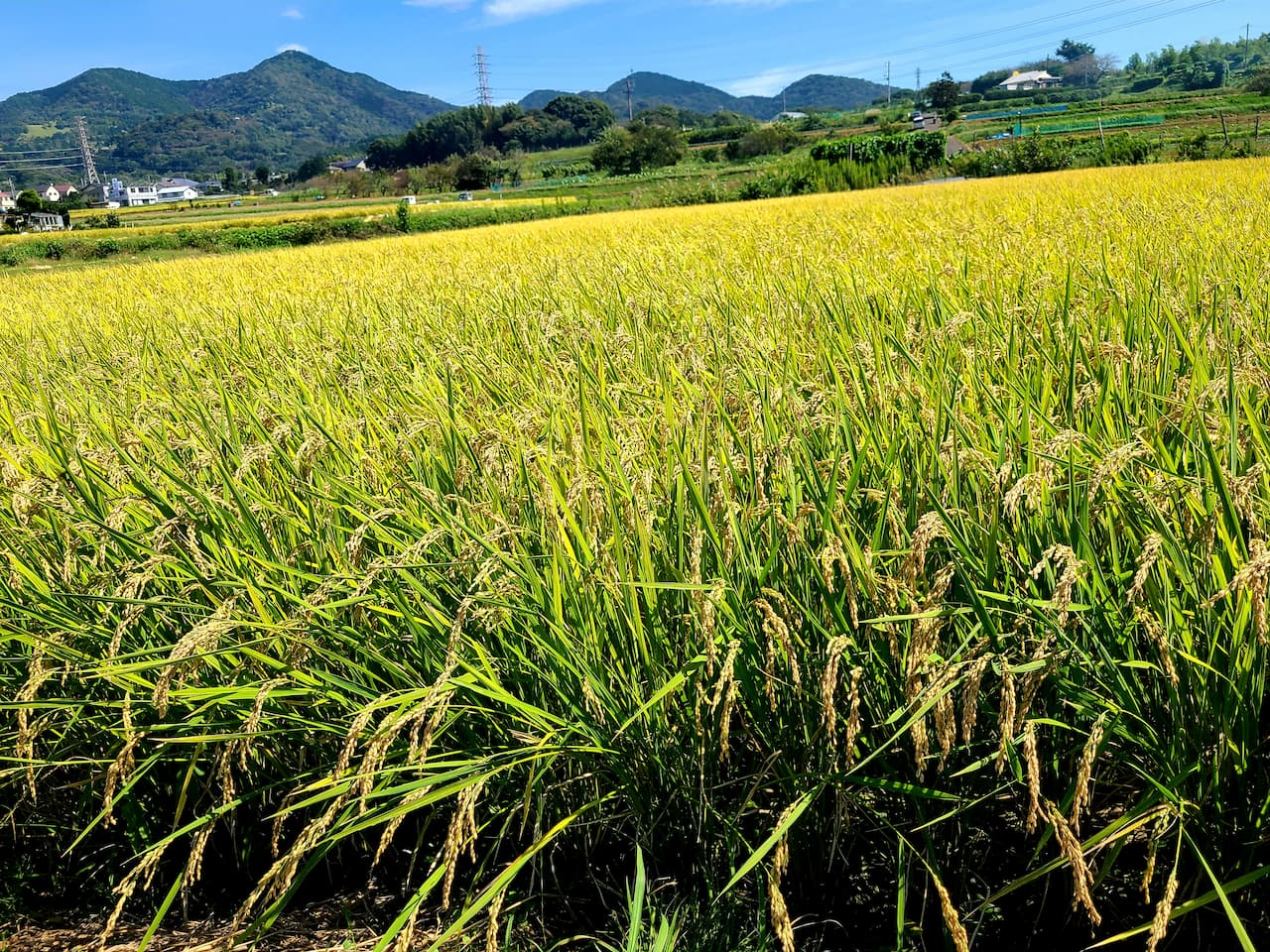 田舎の風景（稲穂）