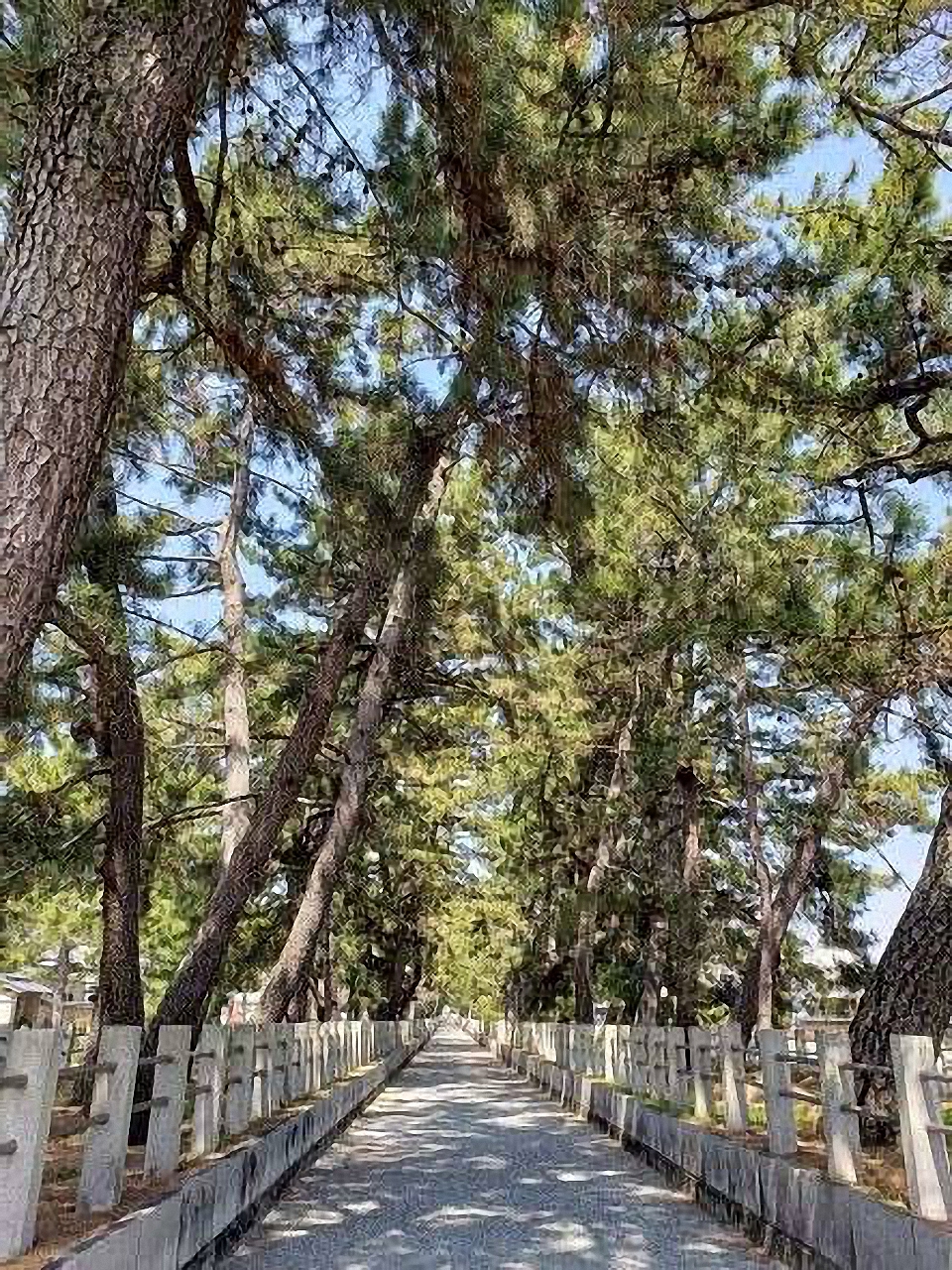 法隆寺へ続く松並木