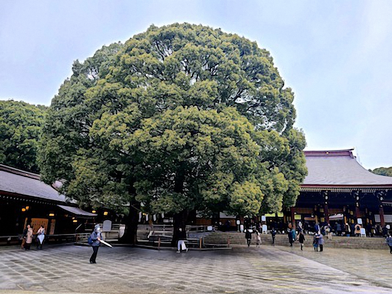 明治神宮の夫婦楠