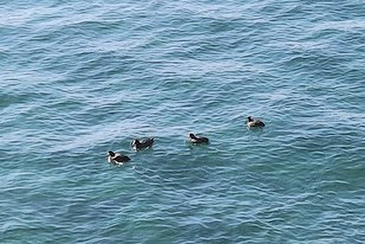 水面の鳥たち