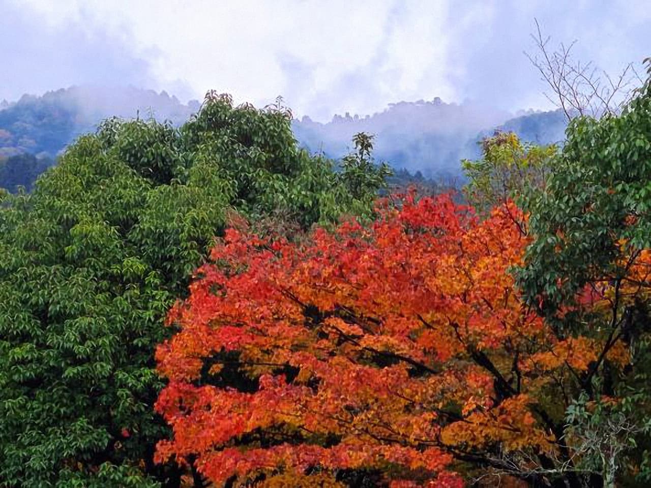 南禅寺付近の紅葉