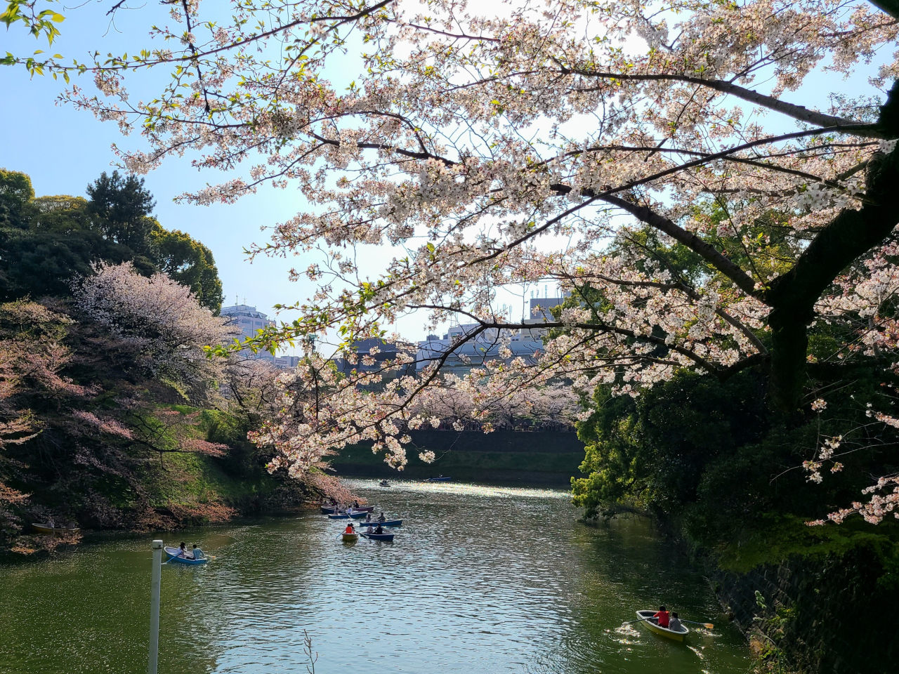 千鳥ヶ淵の桜