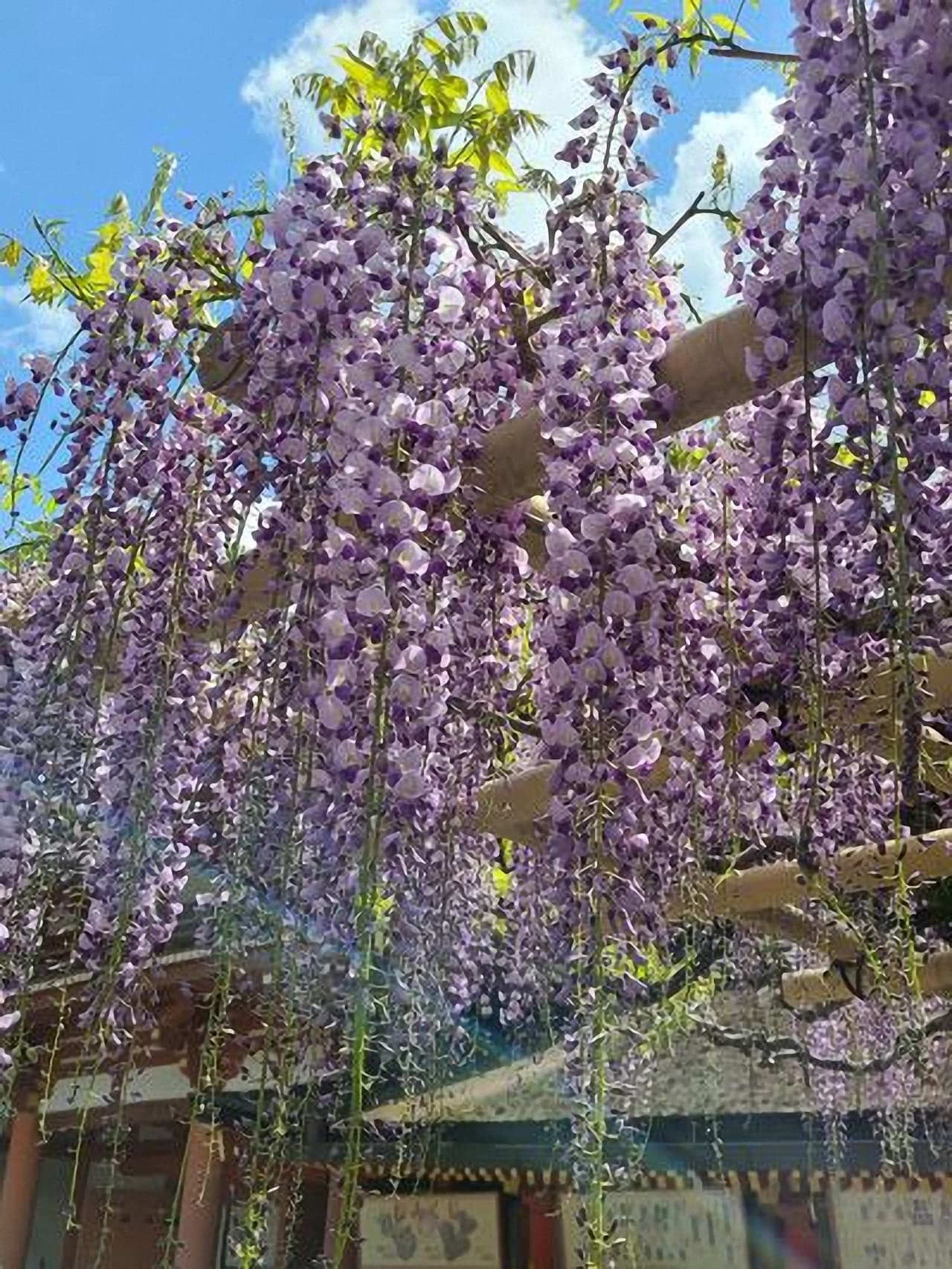 春日大社の藤の花