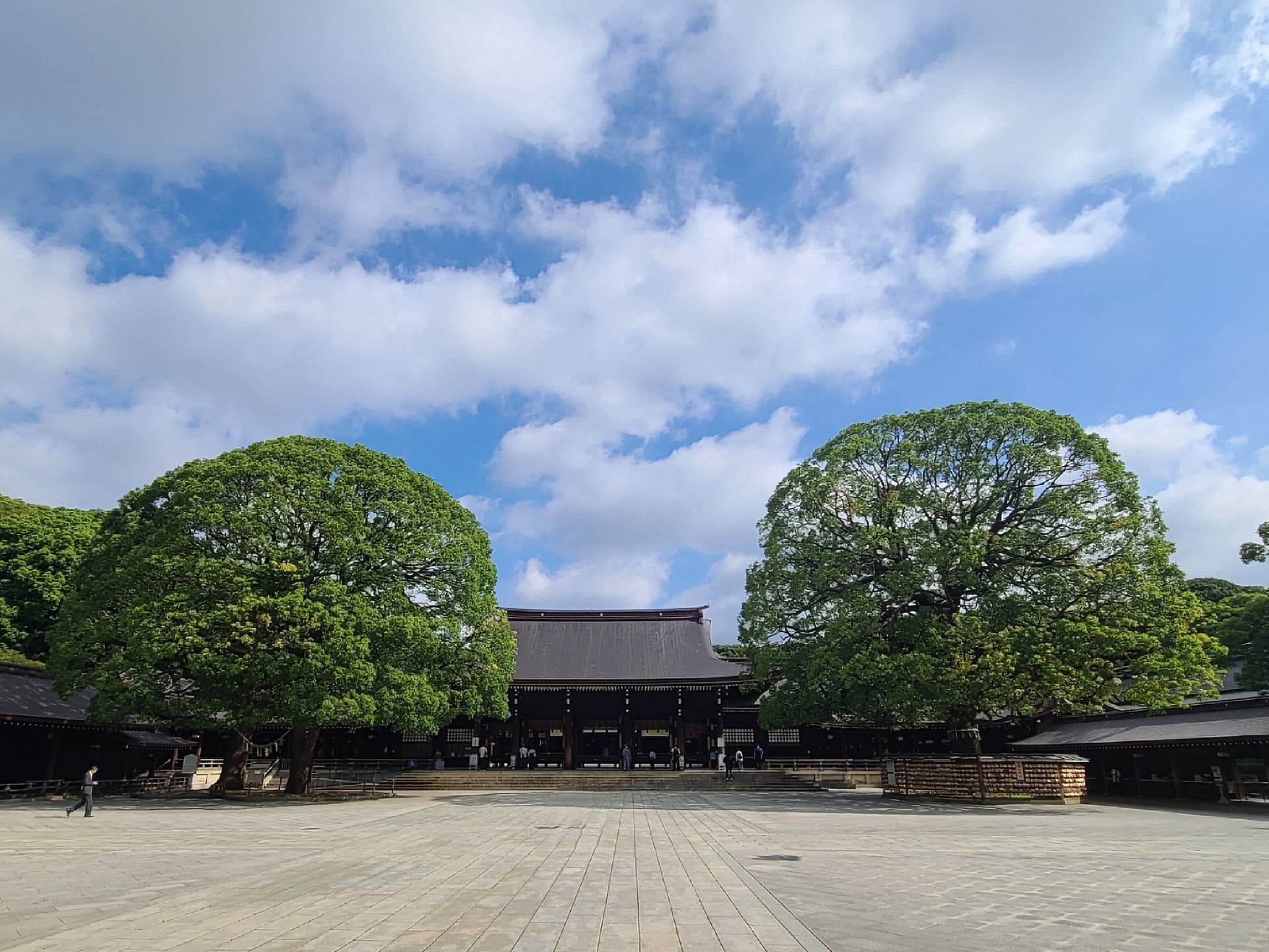 明治神宮のご神木