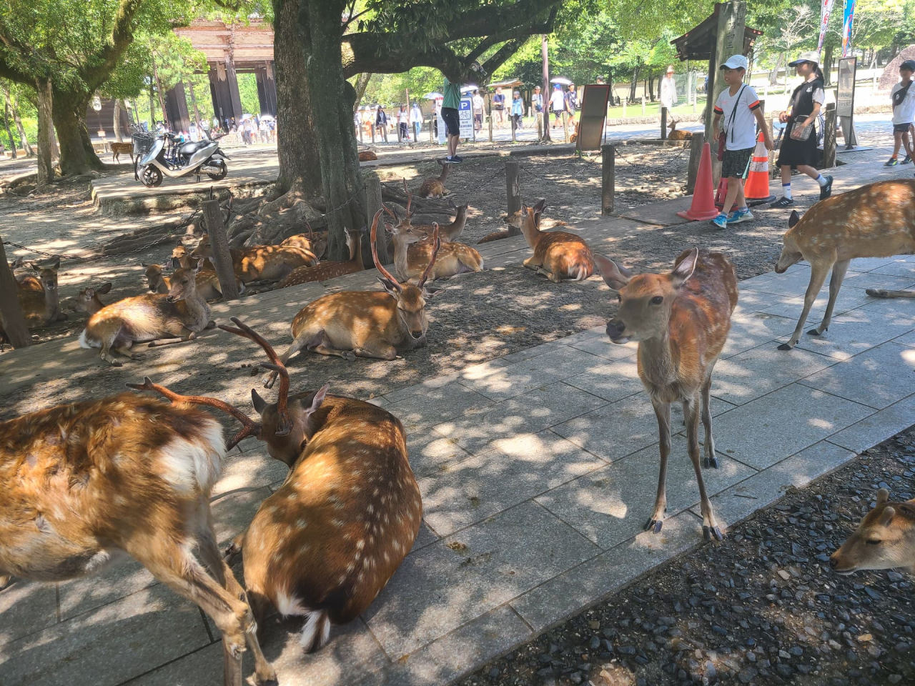 奈良公園の鹿さんたち