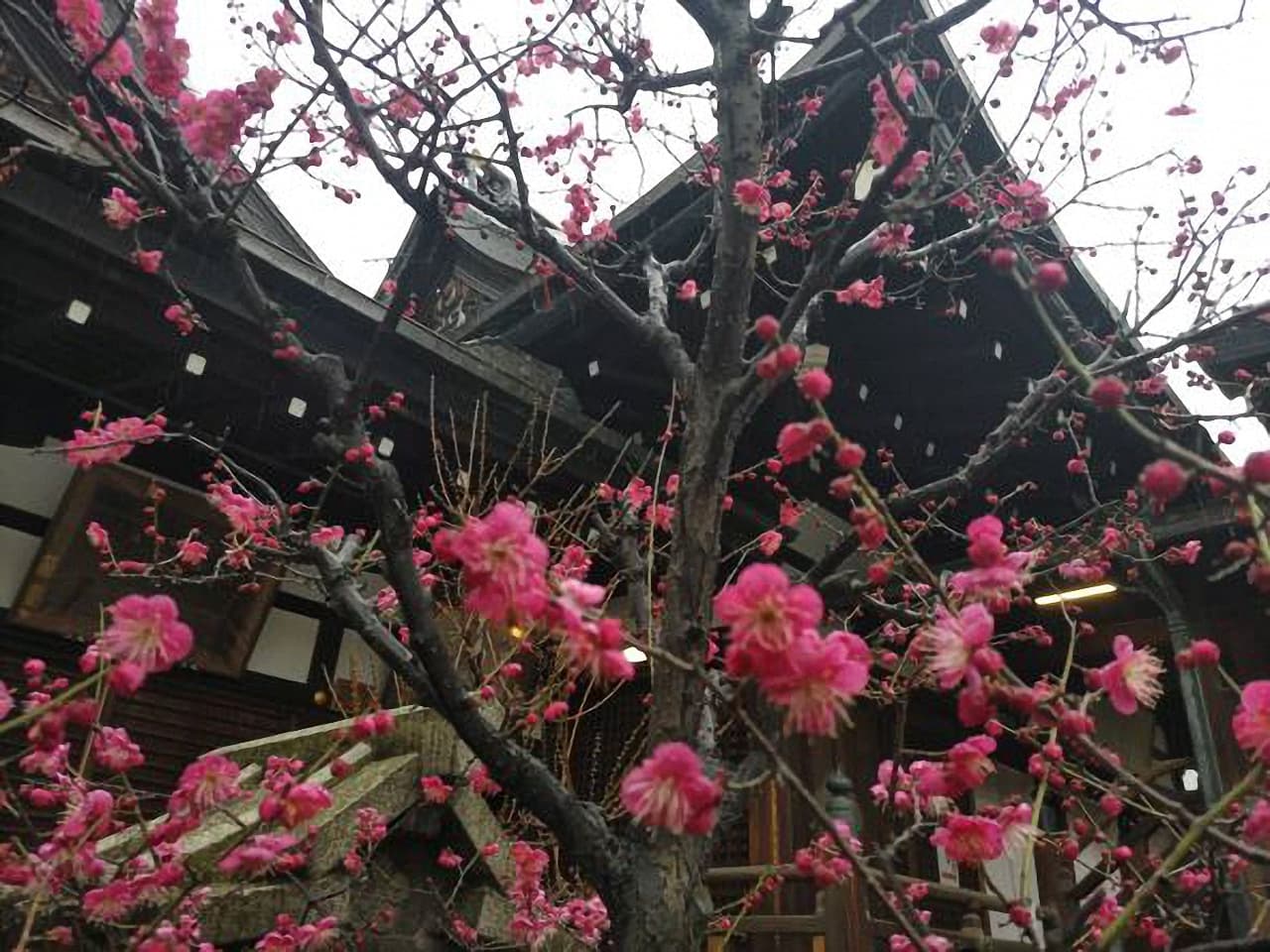 大阪天満宮の梅