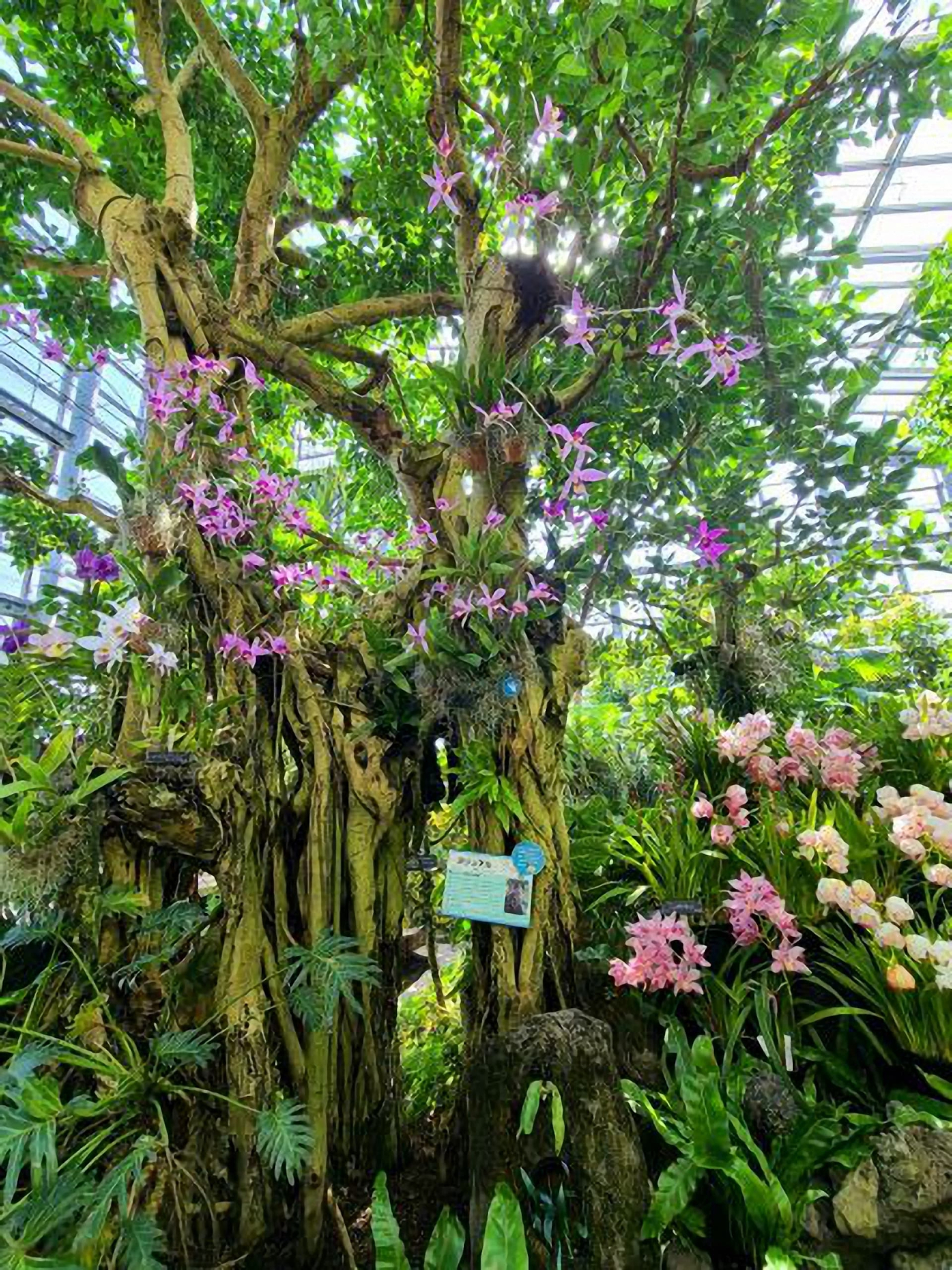 大阪・花博記念公園鶴見緑地植物園