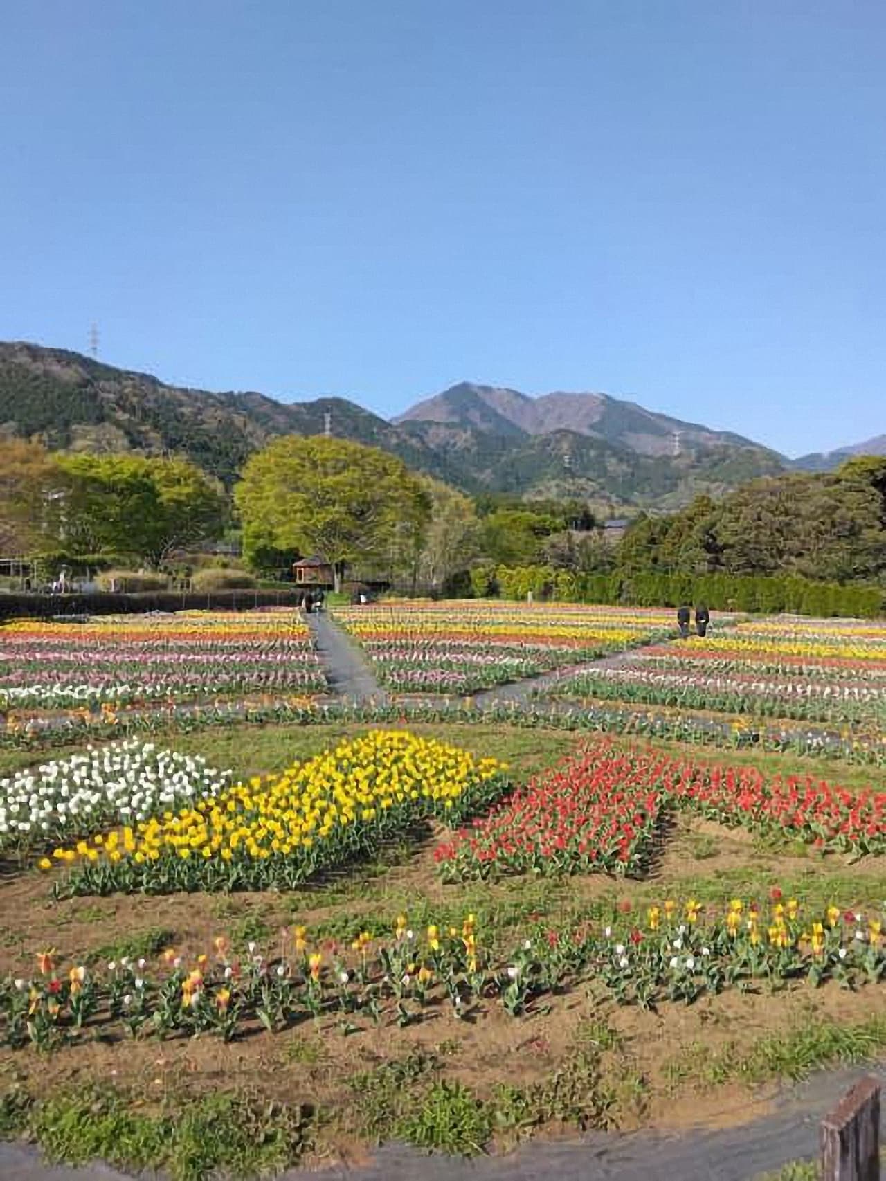 満開の戸川公園チューリップ