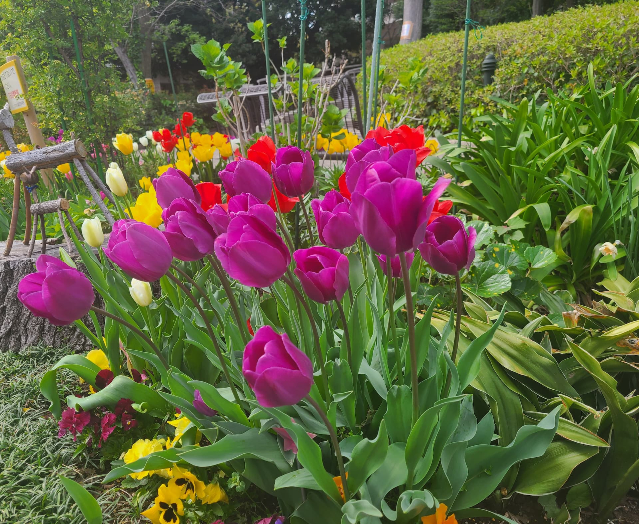 チューリップの花言葉は「思いやり」