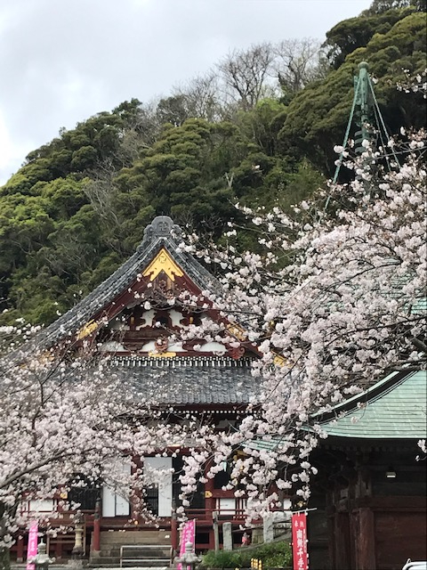 Cherry Blossom in Nagoji