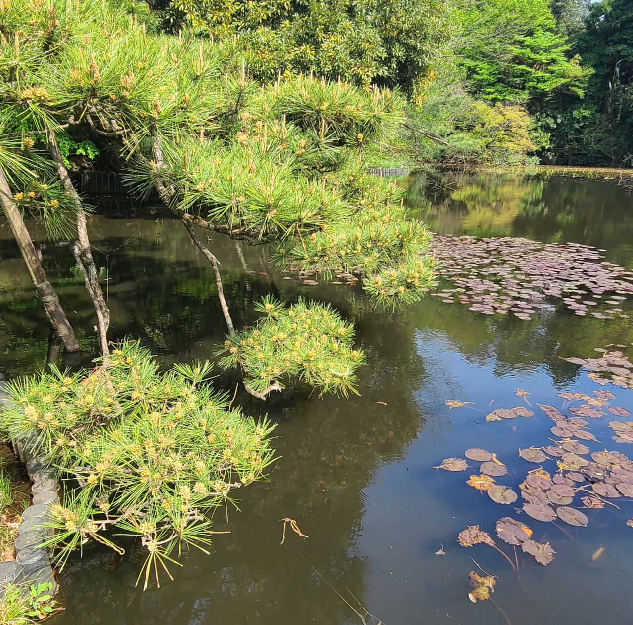 Shiromatsu at Nanchi