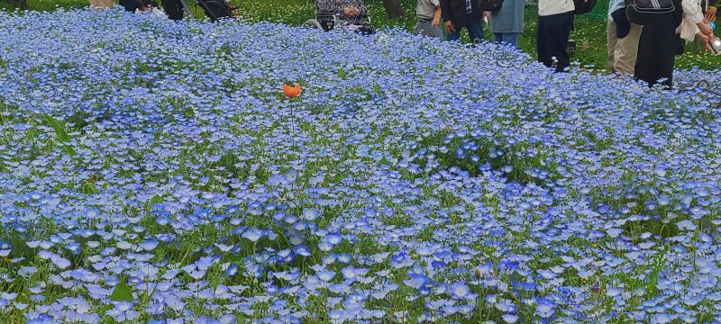 長居植物園の花達01