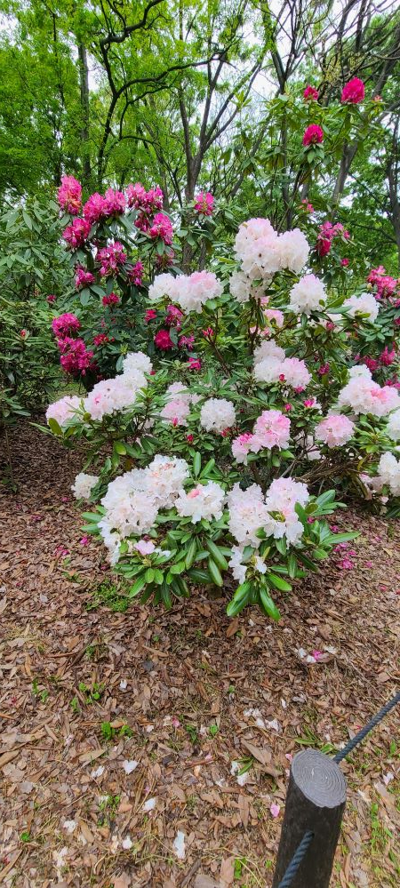 長居植物園の花達05