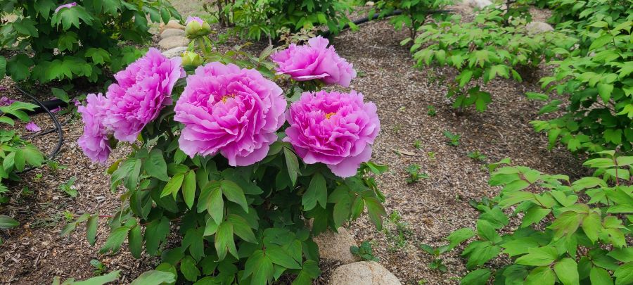 長居植物園の花達04