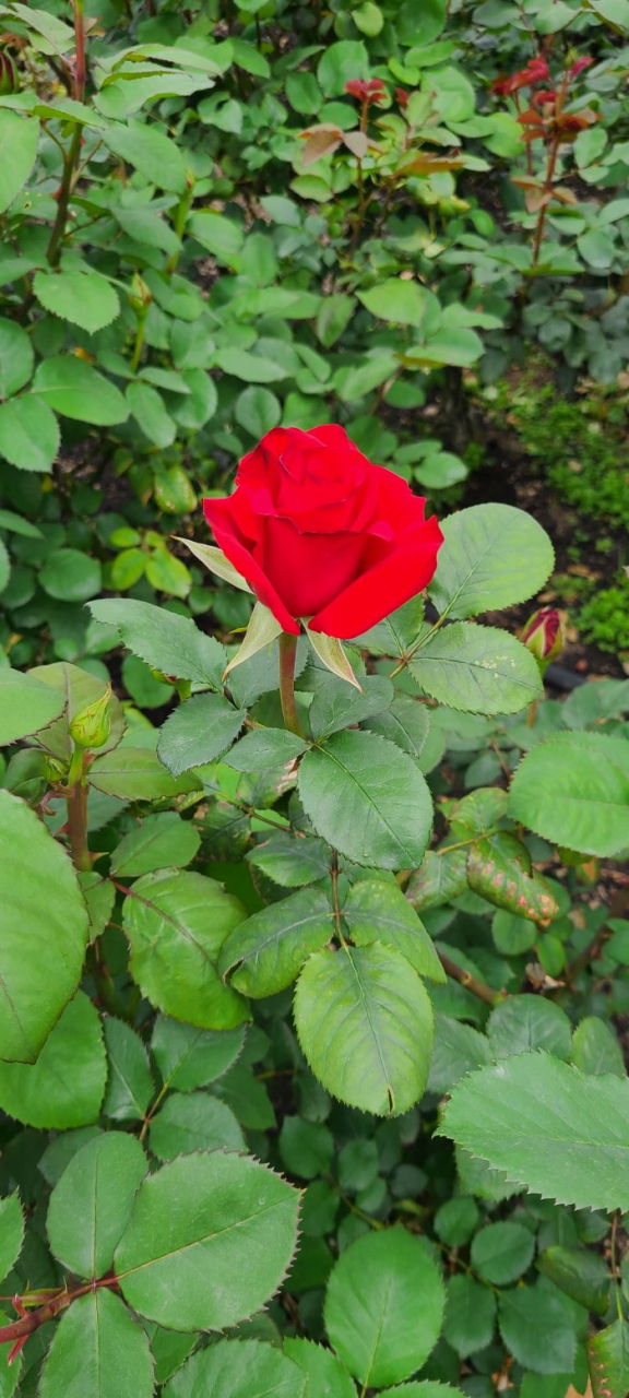 長居植物園の花達03