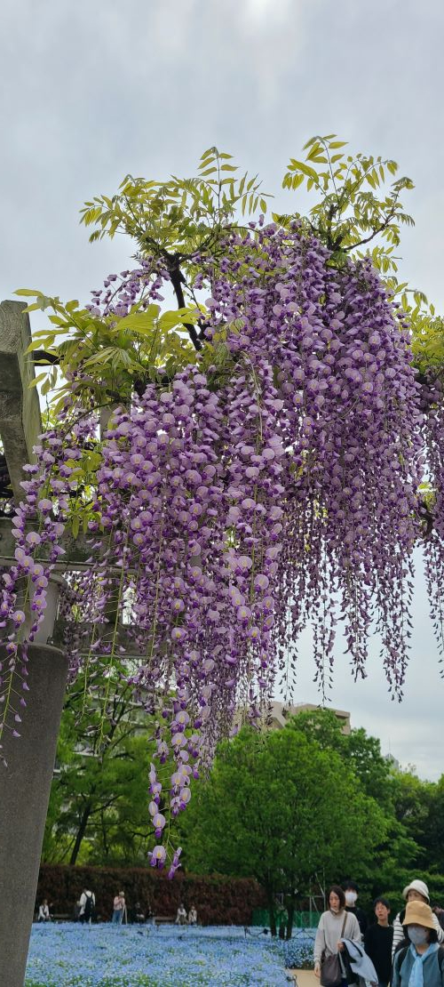 長居植物園の花達02