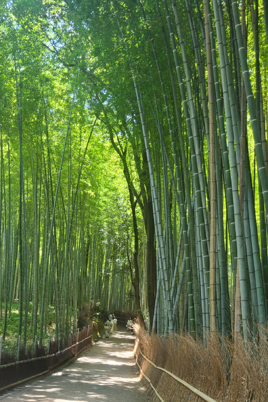 竹林の小径