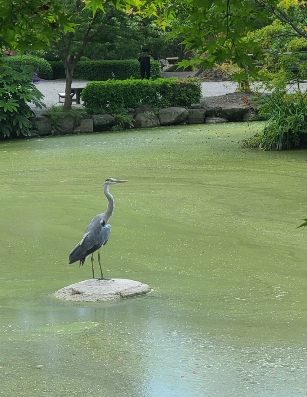 世界遺産東寺：池の鷺