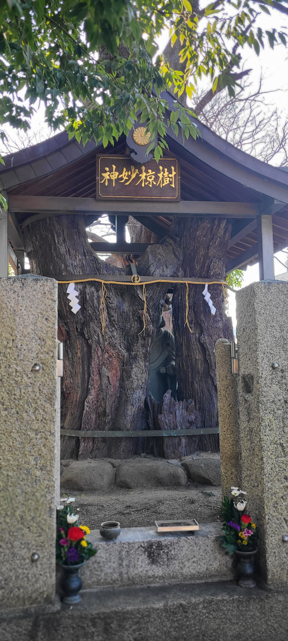 大聖勝軍寺の神妙椋