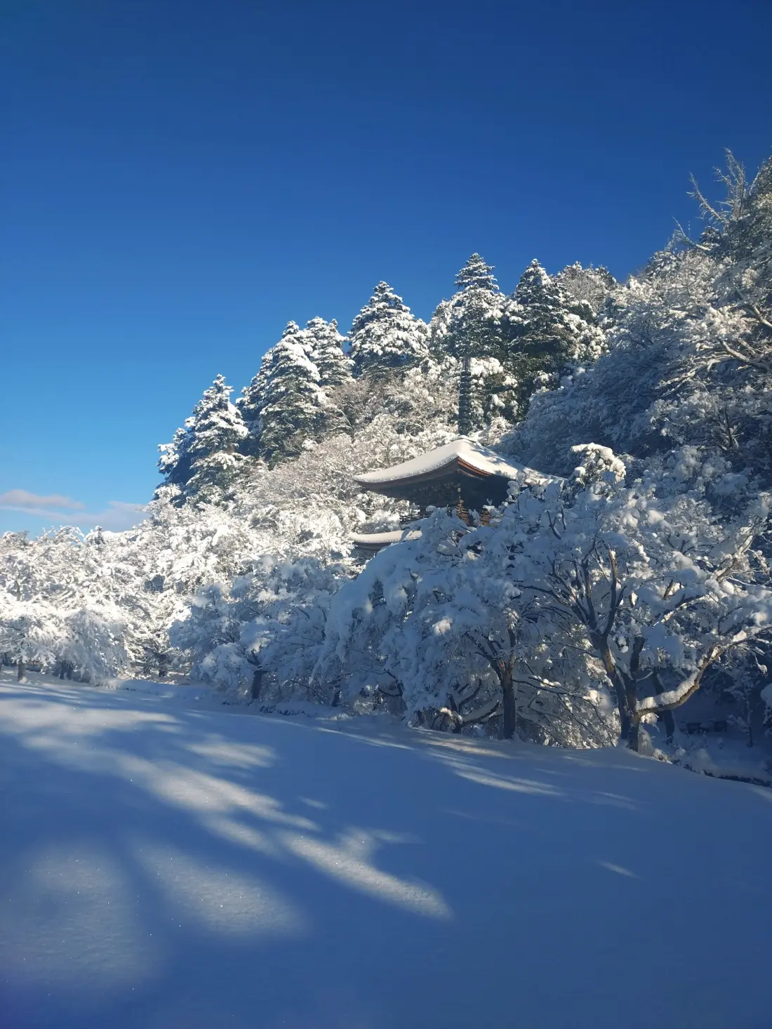 梢（こずえ）の先までふんわりと綿帽子をまとった朝の風景