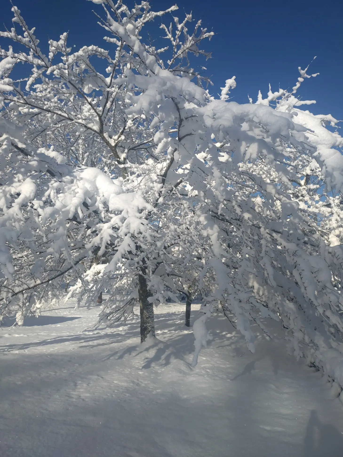 まだ誰の足跡もない真新しい雪が美しい
