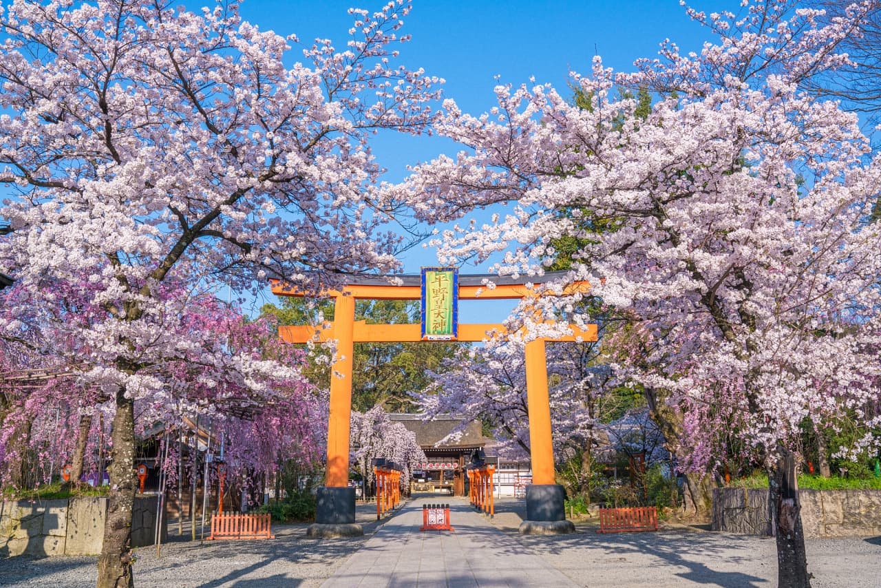 平野神社の桜