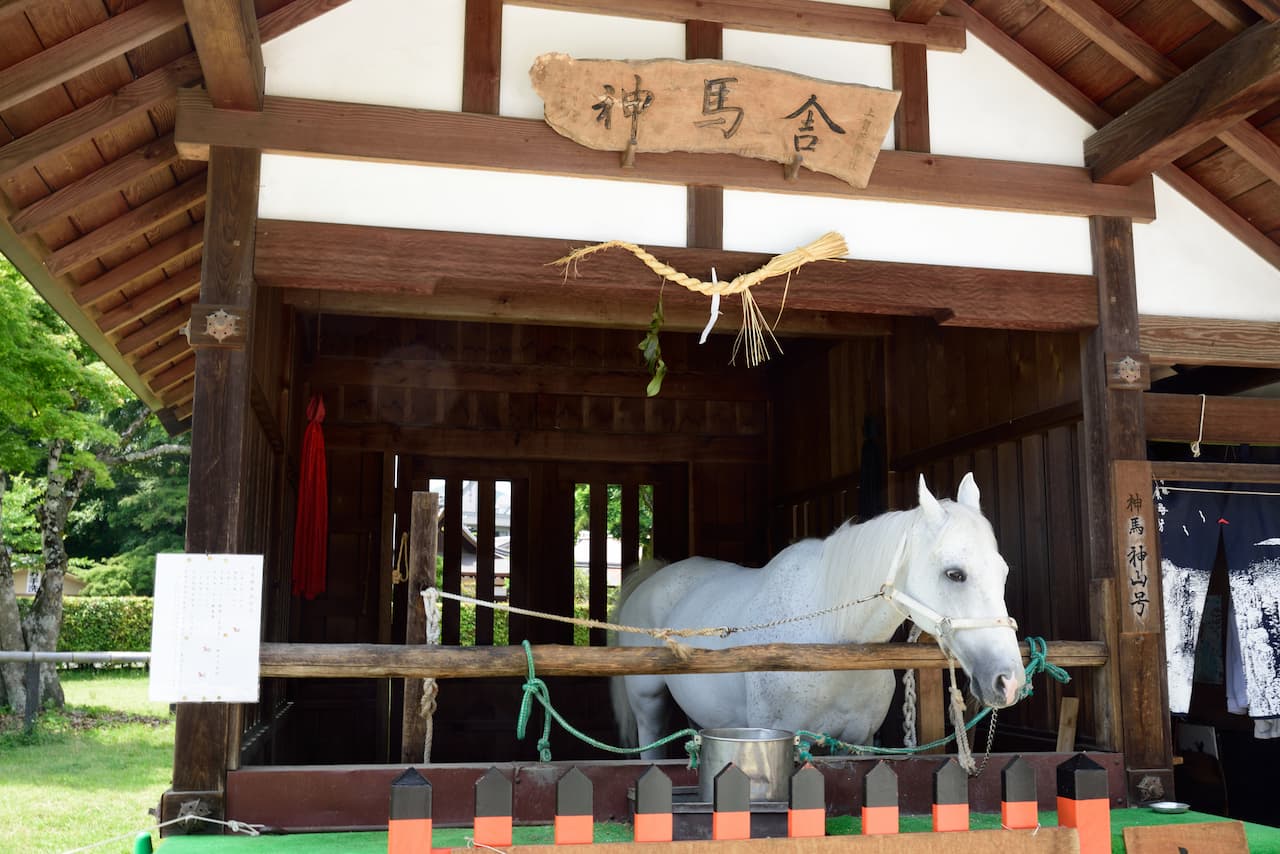 上賀茂神社　白馬