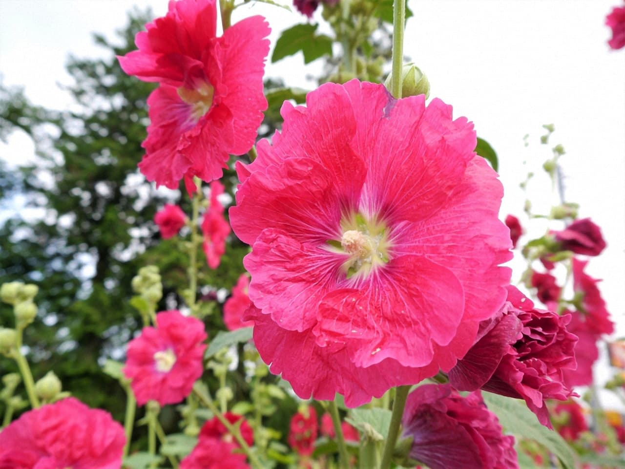 立葵の花